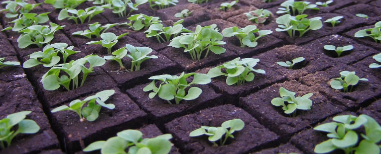 planten opkweken in perspotjes